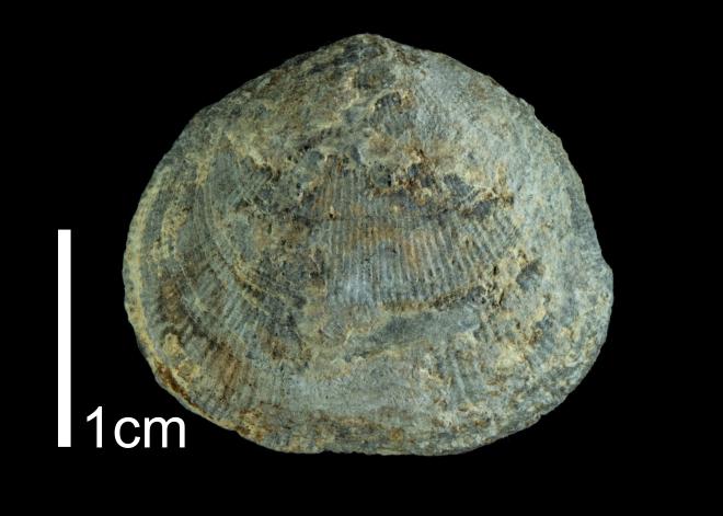 Photograph of fossil of Rhipidomella vanuxemi (PRI 109538).