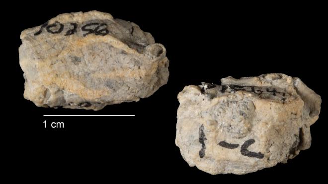 Photograph of fossil of Rhopalonaria tenuis (MPM P15641).