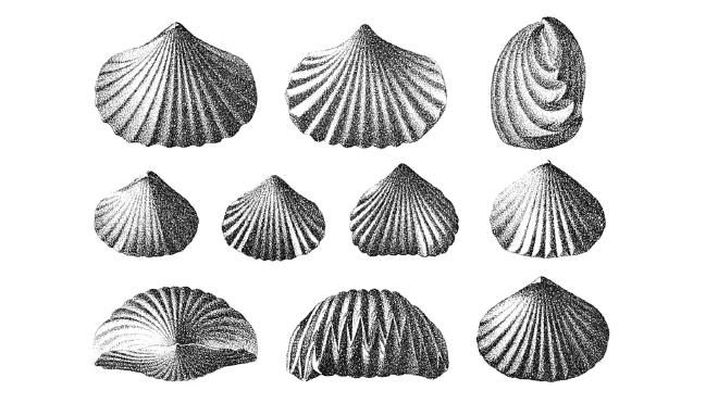 Illustration of fossil of Sapphicorhynchus sappho, described as Cupulorostrum sappho, from Hall.