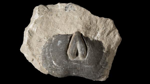 Schizophoria iowensis musculosa