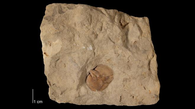 Photograph of fossil of Schizophoria lata (MPM P15528).