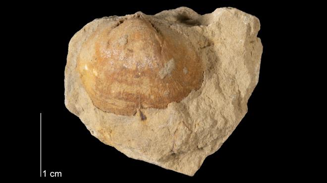 Photograph of fossil of Schizophoria lata (MPM P15529).