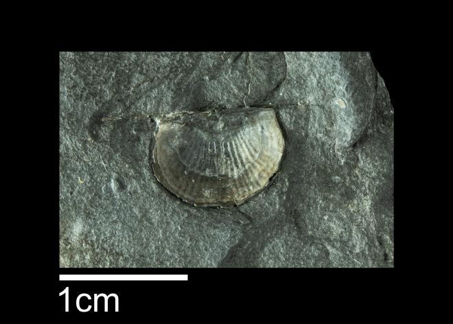  Photograph of fossil of Sinochonetes lepidus (PRI 104074).