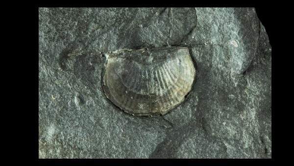 Sinochonetes lepidus