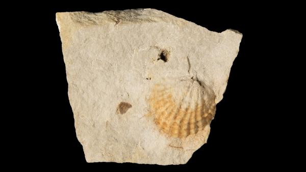 Spinatrypa spinosa milwaukeensis