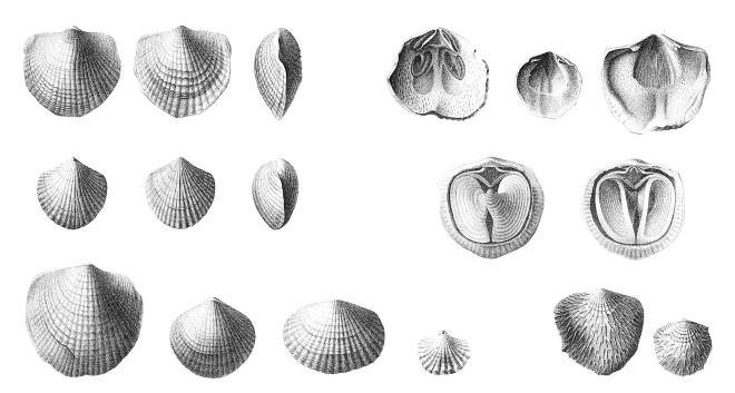 Hall illustrations of Spinatrypa spinosa.