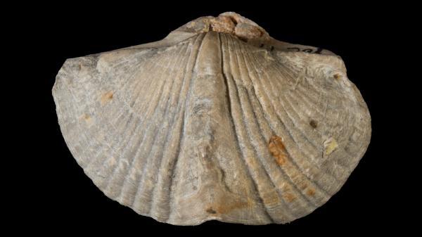 Spinocyrtia milwaukeensis