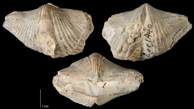 Photograph of fossil of Spinocyrtia milwaukeensis (MPM P342).