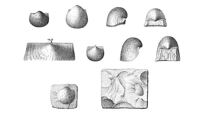 Illustrations of fossils of Spinulicosta spinulicosta from Hall.