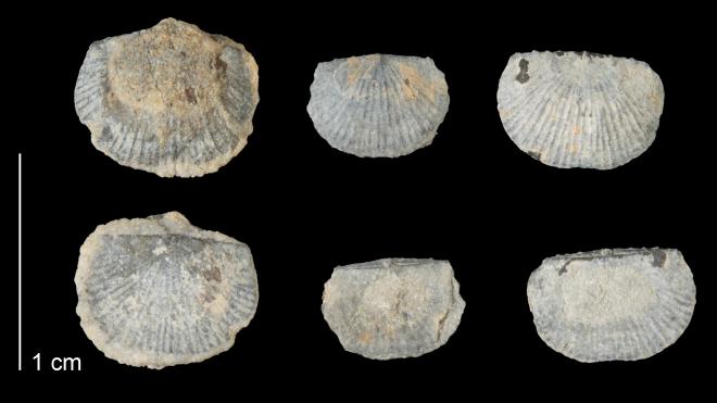 Photograph of fossil of Striatochonetes schucherti (MPM P38211).