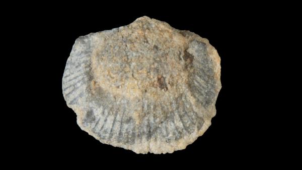 Striatochonetes schucherti