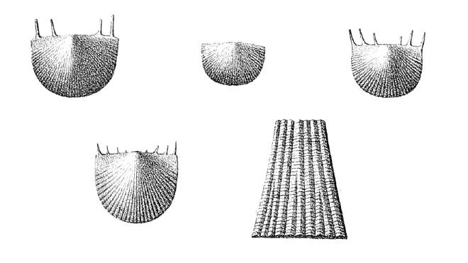 Illustration from Hall of fossil of Striatochonetes setigerus, described as Striatochonetes setigera.