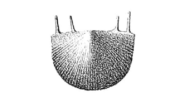 Striatochonetes setigerus