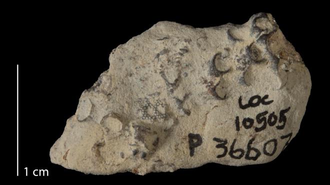 Photograph of fossil of Striatopora iowensis (P36607).