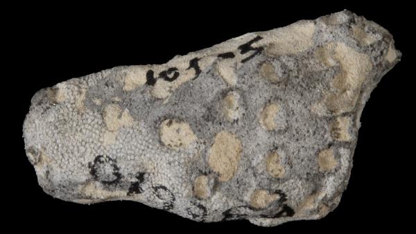 Striatopora iowensis