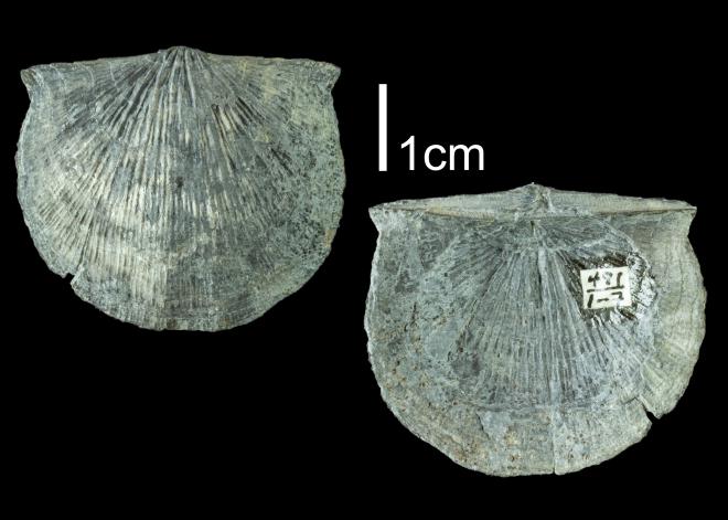 Photograph of fossil of Strophodonta demissa (PRI 109528).