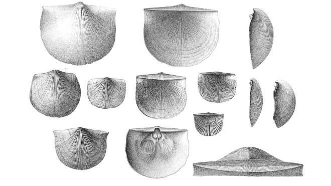 Illustrations from Hall of fossils of Strophodonta demissa.
