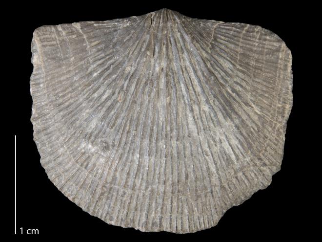 Photograph of fossil of Strophodonta demissa (MPM P12557).