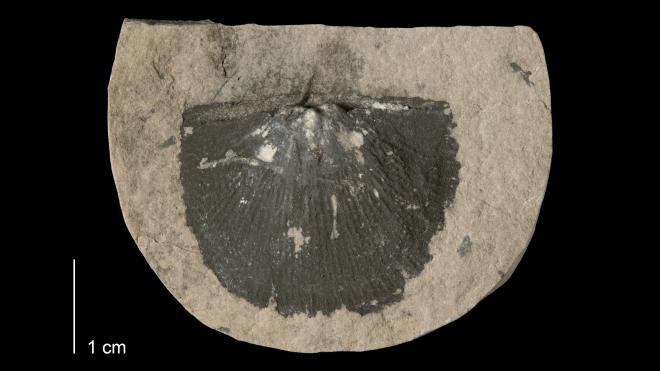 Photograph of fossil of Strophodonta halli (MPM P20008).