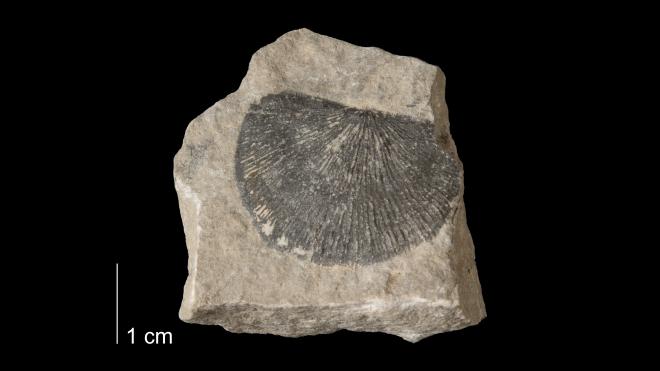 Photograph of fossil of Strophodonta halli (MPM P20439).