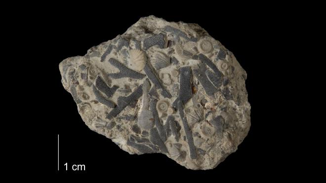 Photograph of fossil of Sulcoretapora hamiltonensis (MPM P28137).