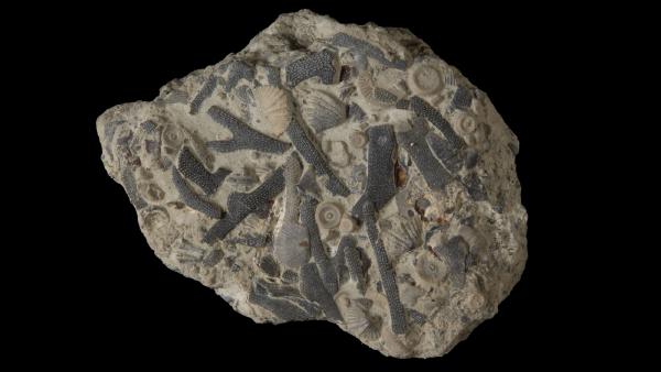 Sulcoretepora hamiltonensis