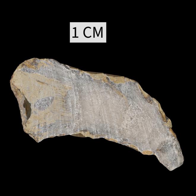 Tabulophyllum rectum Fenton and Fenton, 1924 image