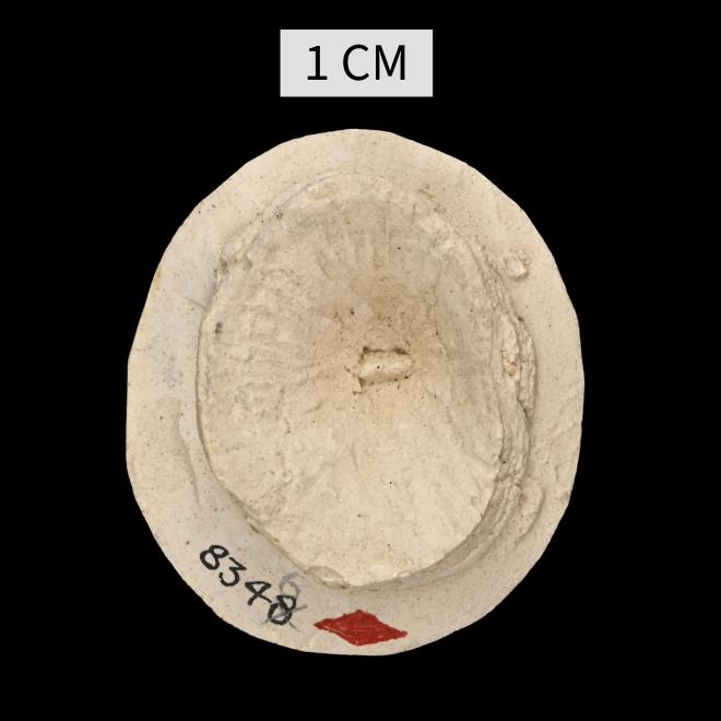 Tabulophyllum robustum Fenton and Fenton, 1924 image