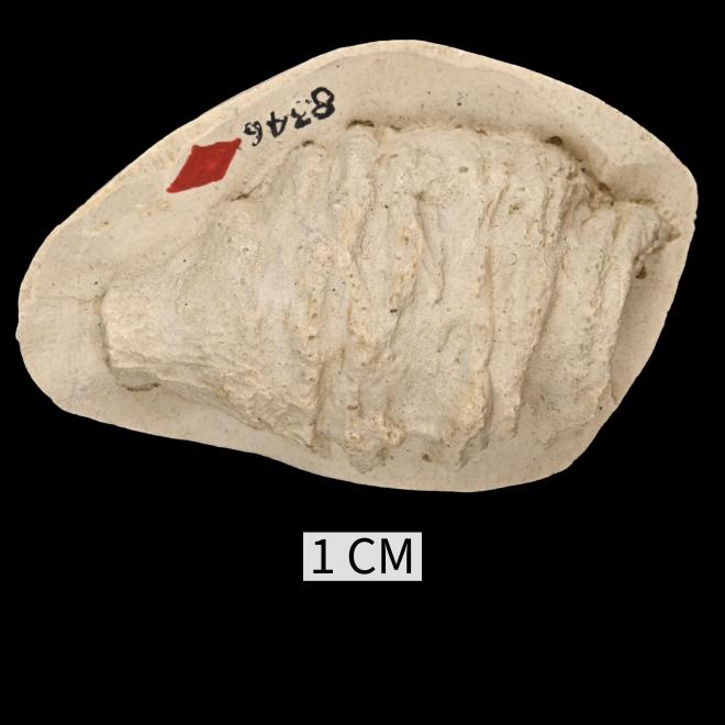 Tabulophyllum robustum Fenton and Fenton, 1924 image