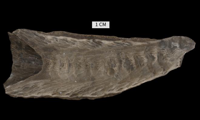 Tabulophyllum traversense (Winchell, 1866) image