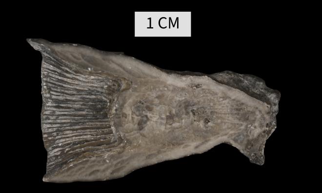 Tabulophyllum traversense (Winchell, 1866) image