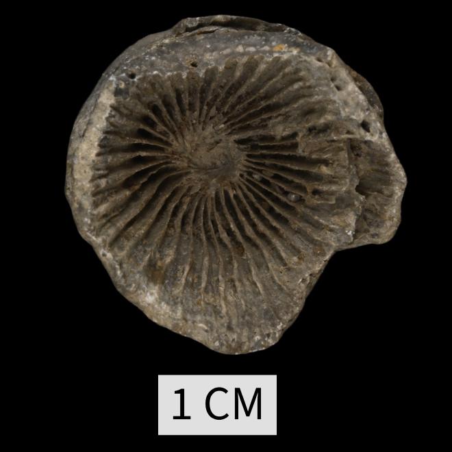 Tabulophyllum traversense (Winchell, 1866) image