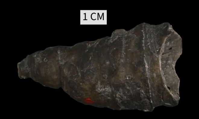 Tabulophyllum traversense (Winchell, 1866) image