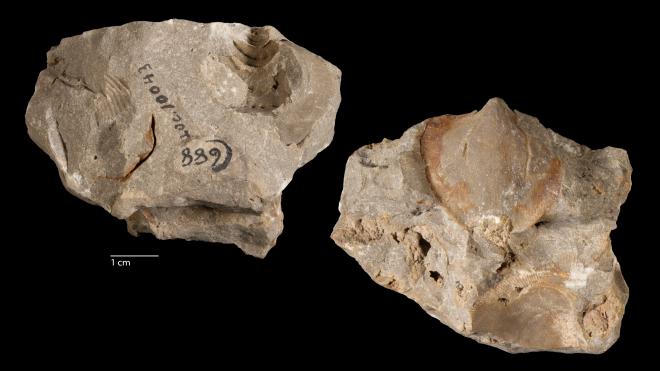 Photograph of fossil of Trochonema monroei in matrix with Atrypidae (MPM P34949B).