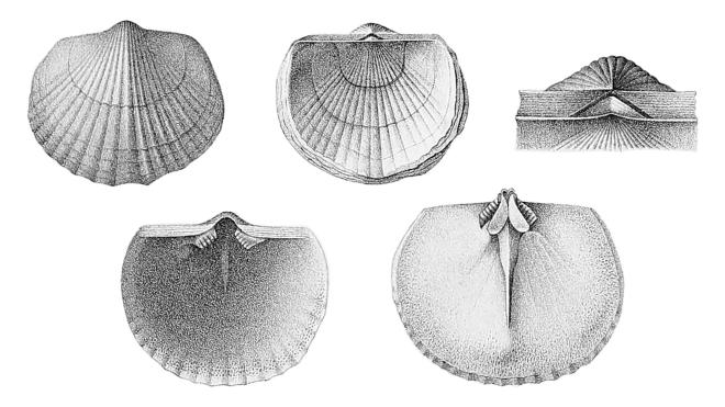 Tropidoleptus carinatus images from Hall 1867