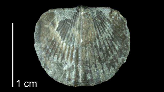 Photograph of fossil of Tropidoleptus carinatus (PRI 109485).