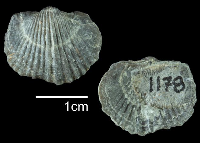 Tropidoleptus carinatus PRI109539