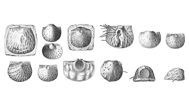 Illustration from Hall of fossil of Truncalosia truncata.