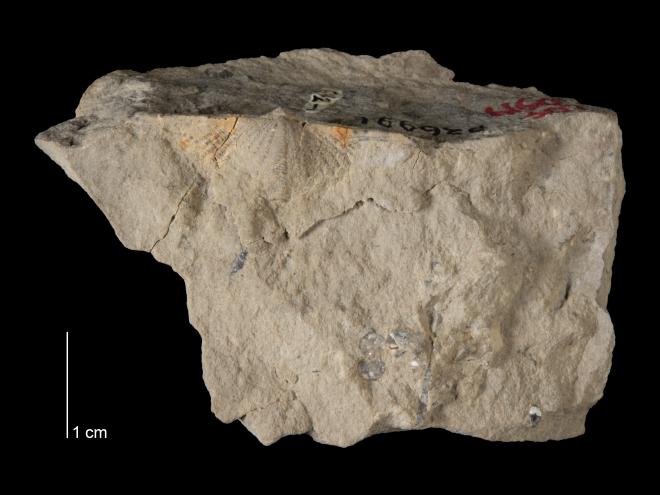 Photograph of fossil of Tylothyris bimesialis (MPM P36991).